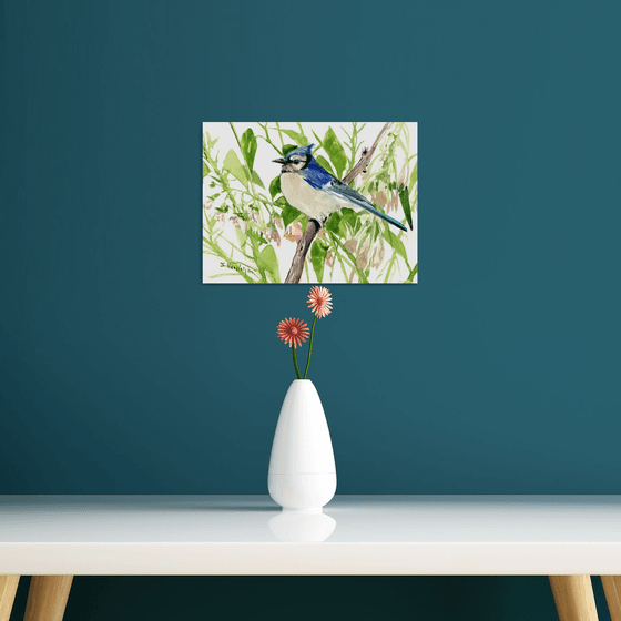 Blue Jay