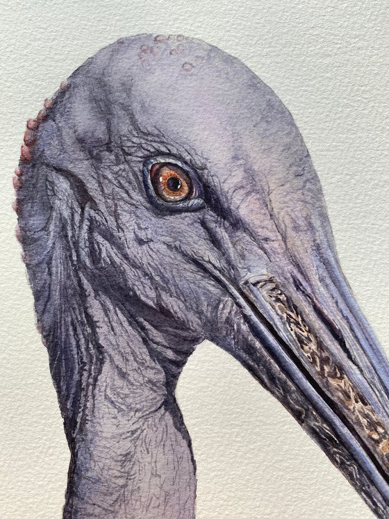 Sacred Ibis, bird portrait