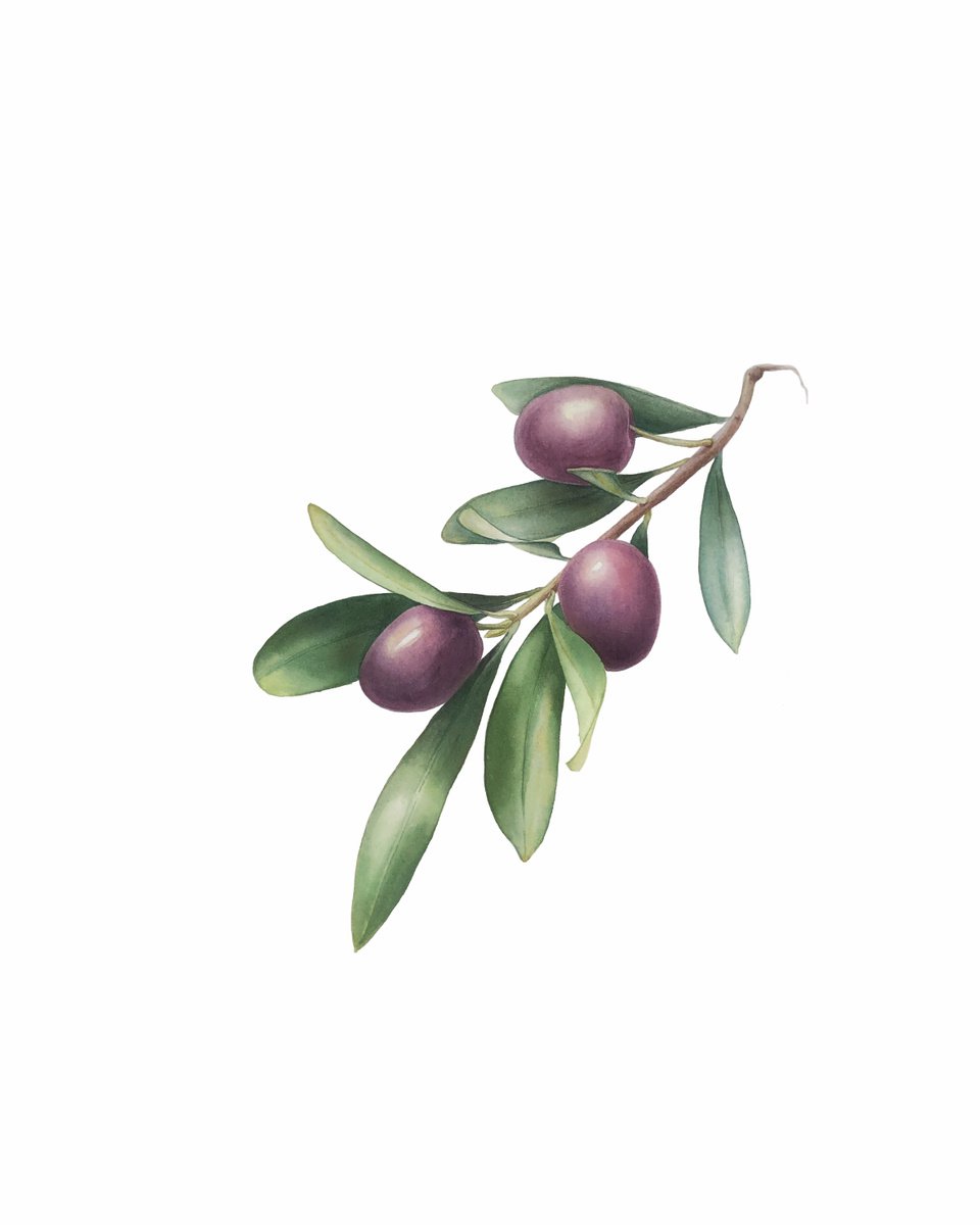 Olive branch. Original watercolor artvork. by Nataliia Kupchyk
