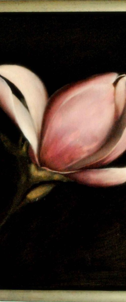 Magnolia by Daniela Roughsedge