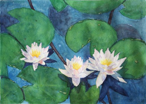 Water lily. White Lotus Flowers. Pond by Salana Art Gallery