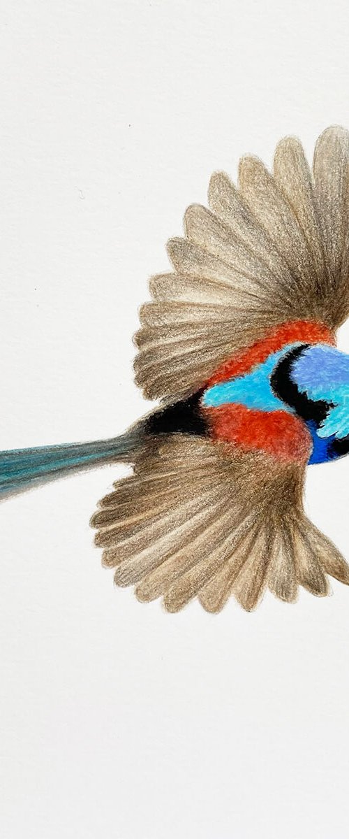 Variegated Fairy-wren by Amanda Gosse