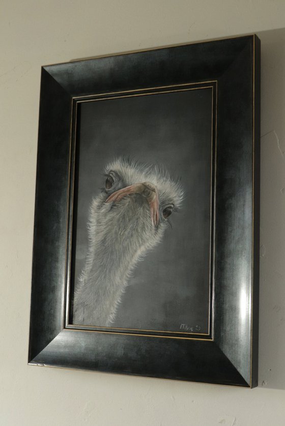 Ostrich Portrait