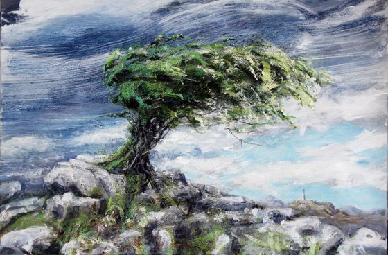 Hawthorn, Birkrigg Common, Cumbria