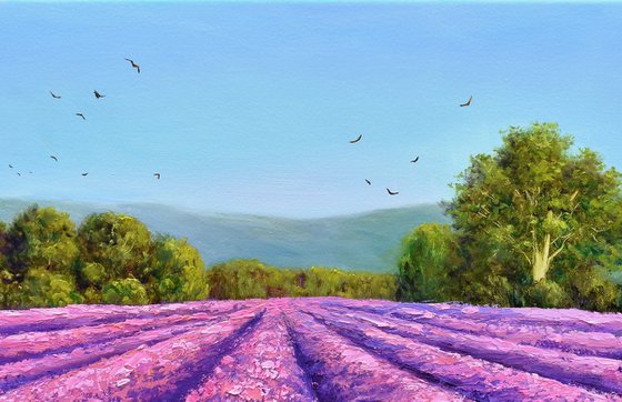 Flight Over Lavender Fields