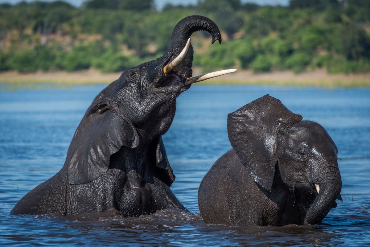 Photorealistic Animal Photograph By Nick Dale, 18 X 13", Playing Pool, Original Artwork
