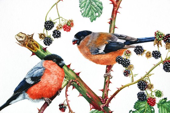 Bullfinches and Blackberries