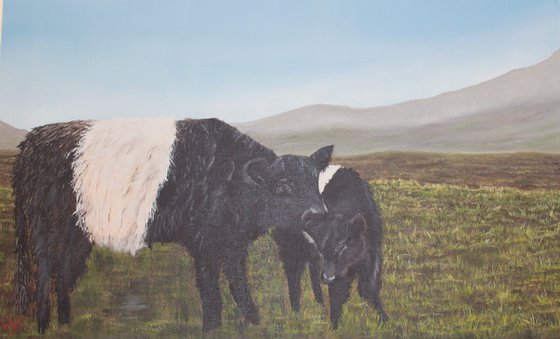 Belted Galloways