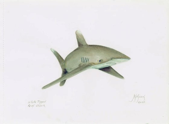 White Tipped Reef Shark