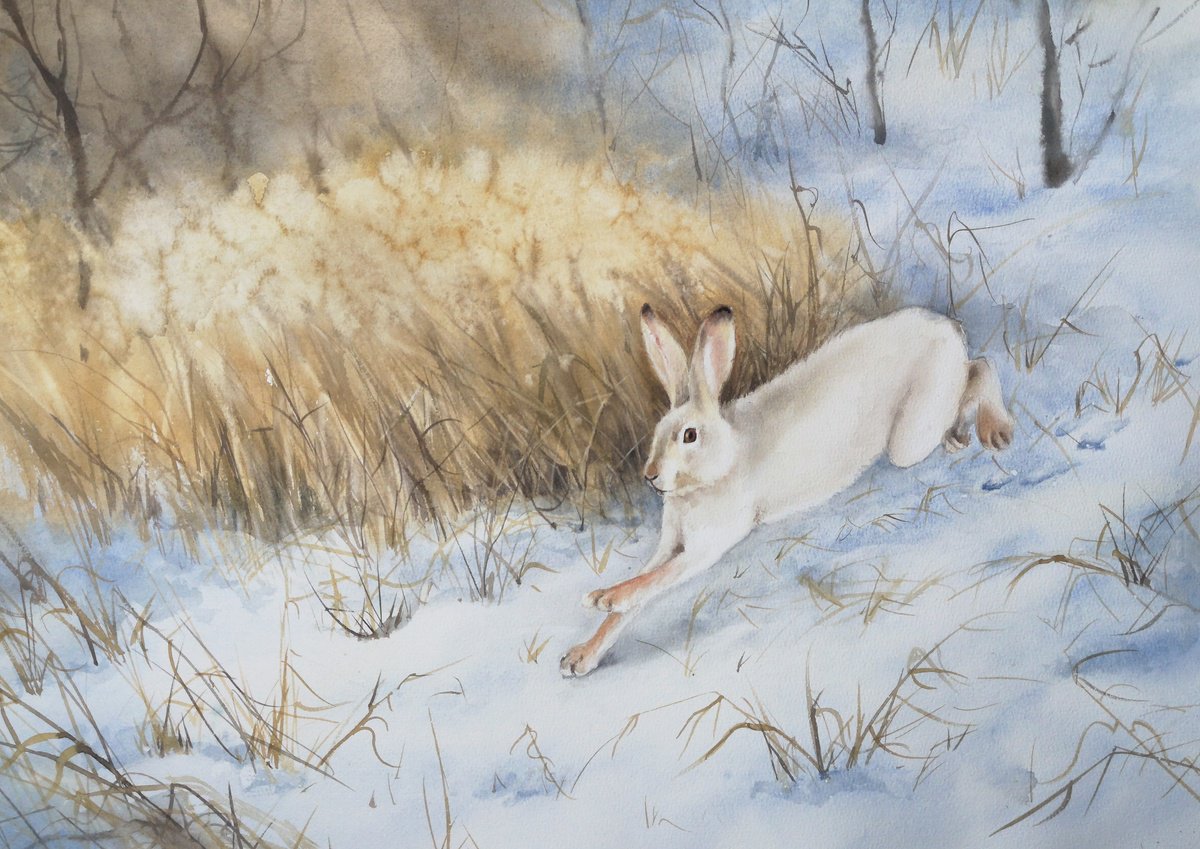 Snow Hare Running in the Snow - Wild Hare - Hare in a winter landscape by Olga Beliaeva Watercolour