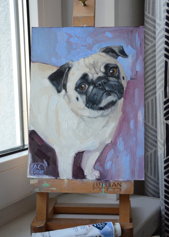 Cute pug
