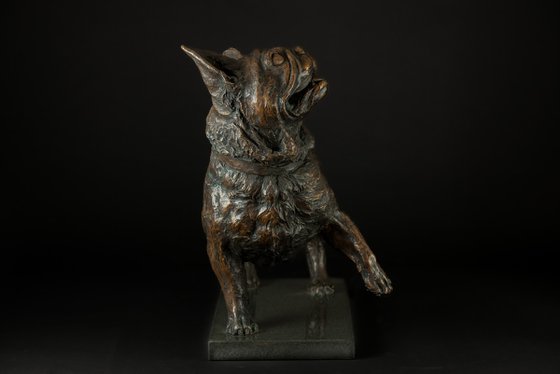 French Bulldog Lifting Paw FB