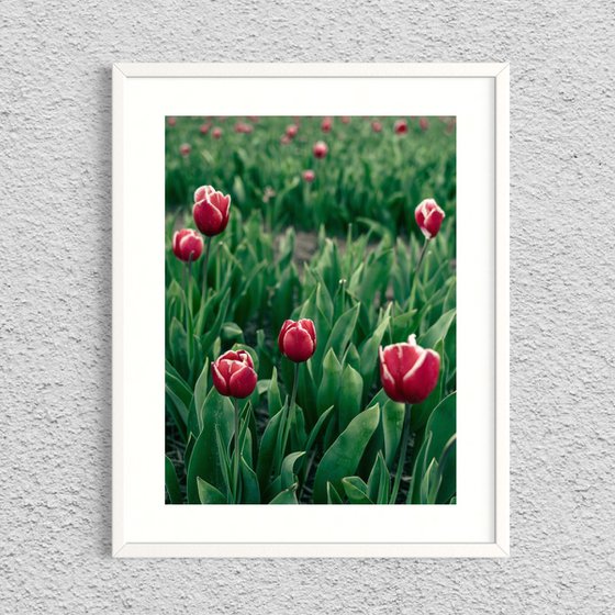 RED TULIPS