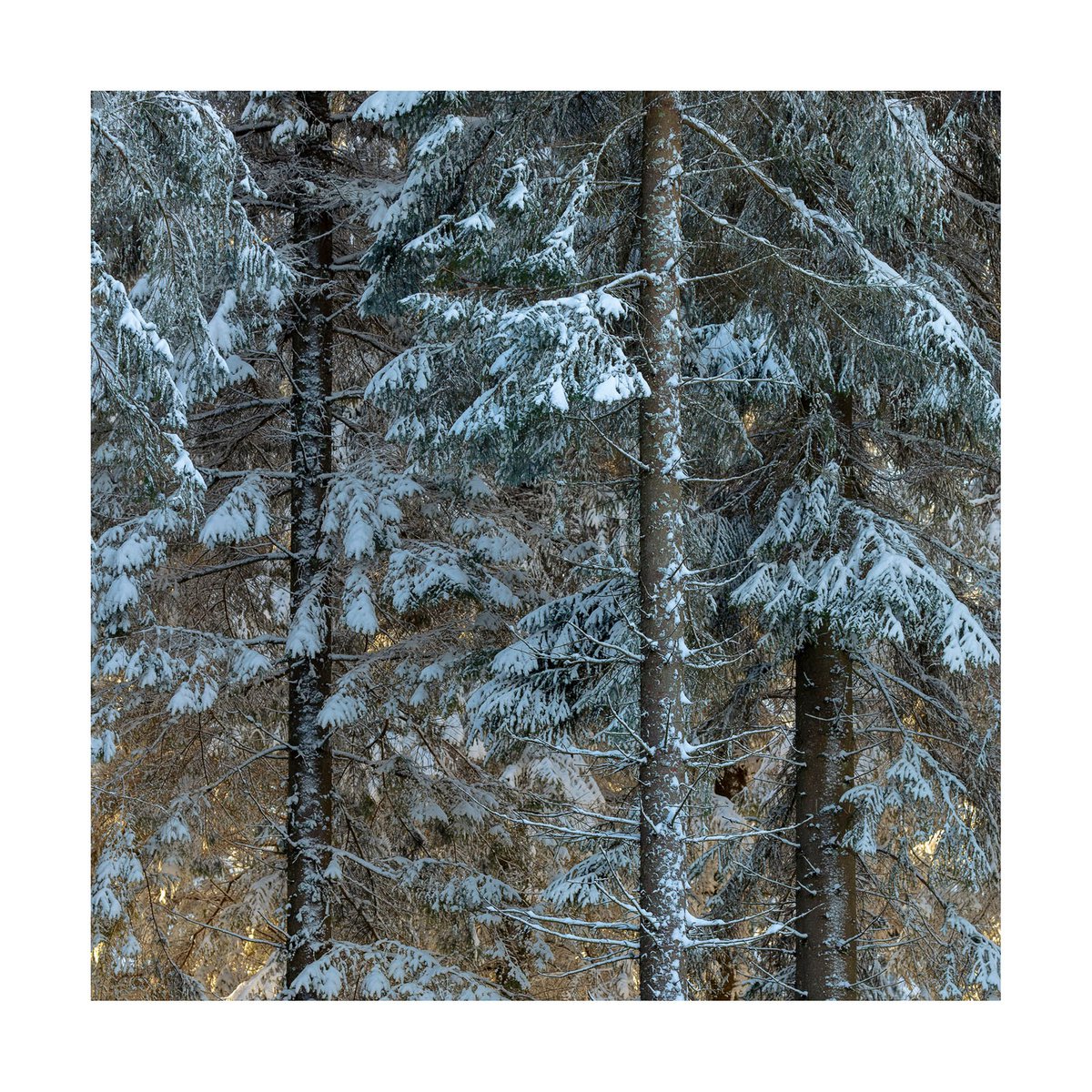 Aberdeenshire Trees IV by David Baker