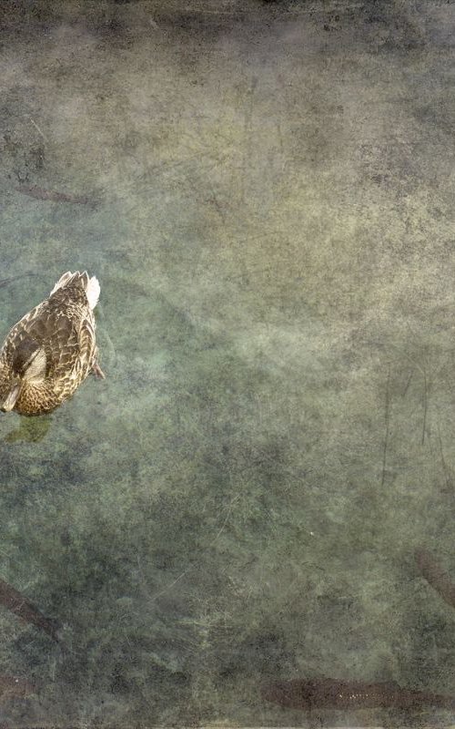 Swimming Duck by Chiara Vignudelli