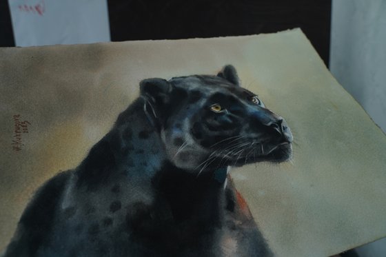 Black leopard