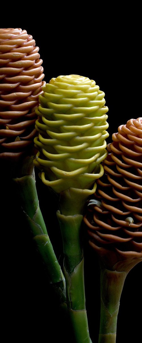 Beehive Ginger by Nadia Culph