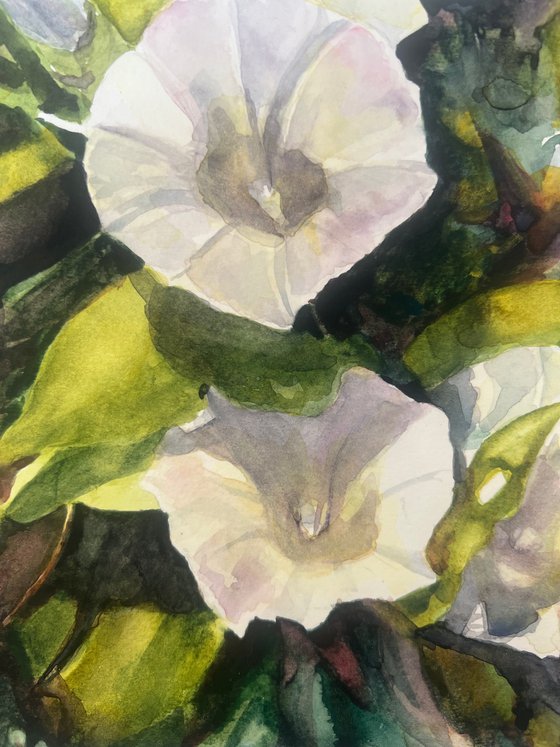 Trumpets in White
