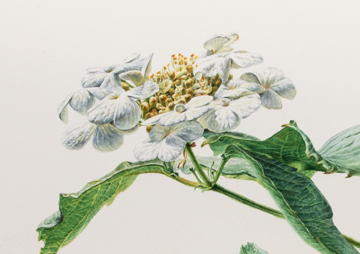Viburnum flowers by Lidiya Doukhnevitch