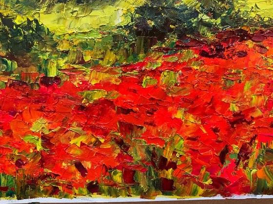 Vivid poppies. Tuscany