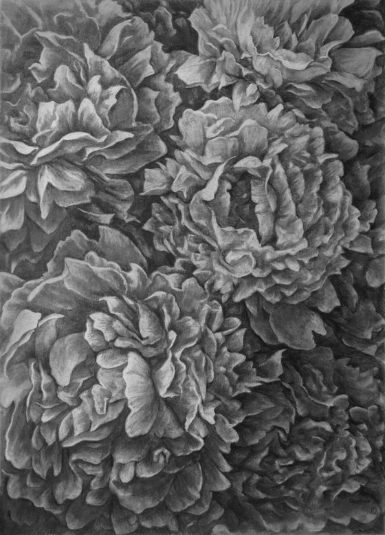 Peonies. Graphite Flowers Series