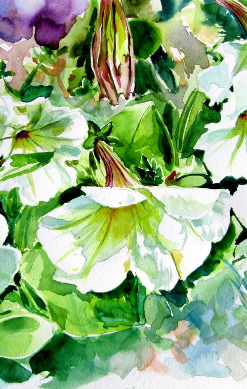 Petunia by Kovács Anna Brigitta
