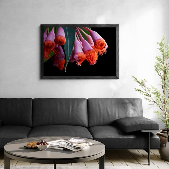 Corymbia Ficifolia Baby Orange