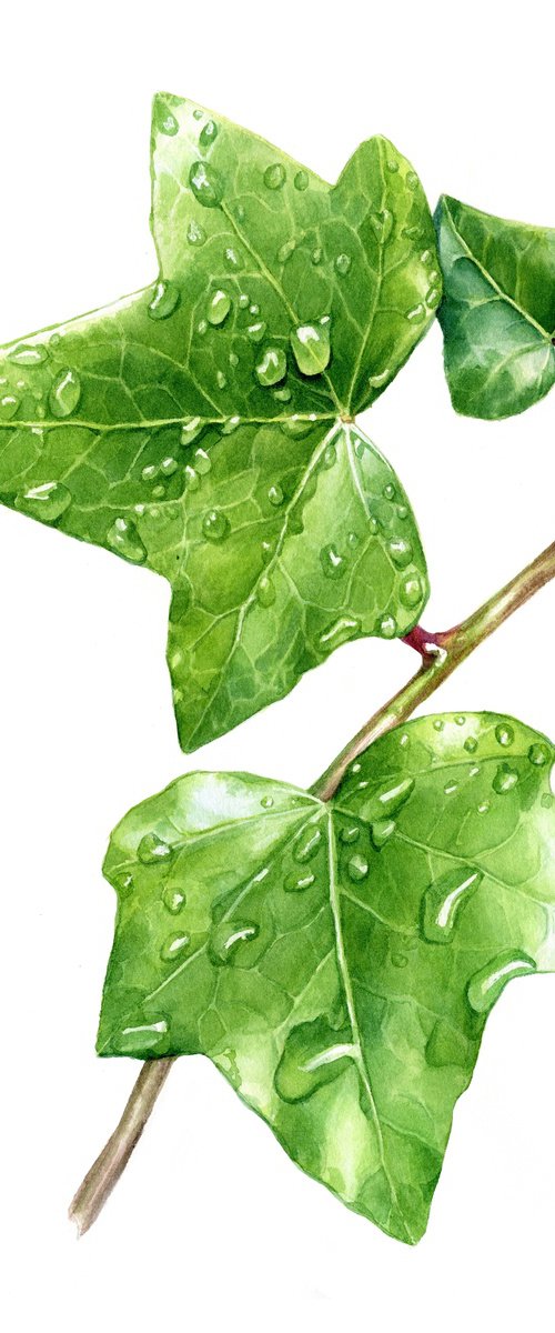 Green ivy leaves with dew drops. by SVITLANA LAGUTINA