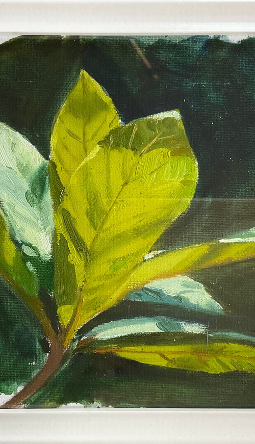 Green morning by Nataliia Nosyk