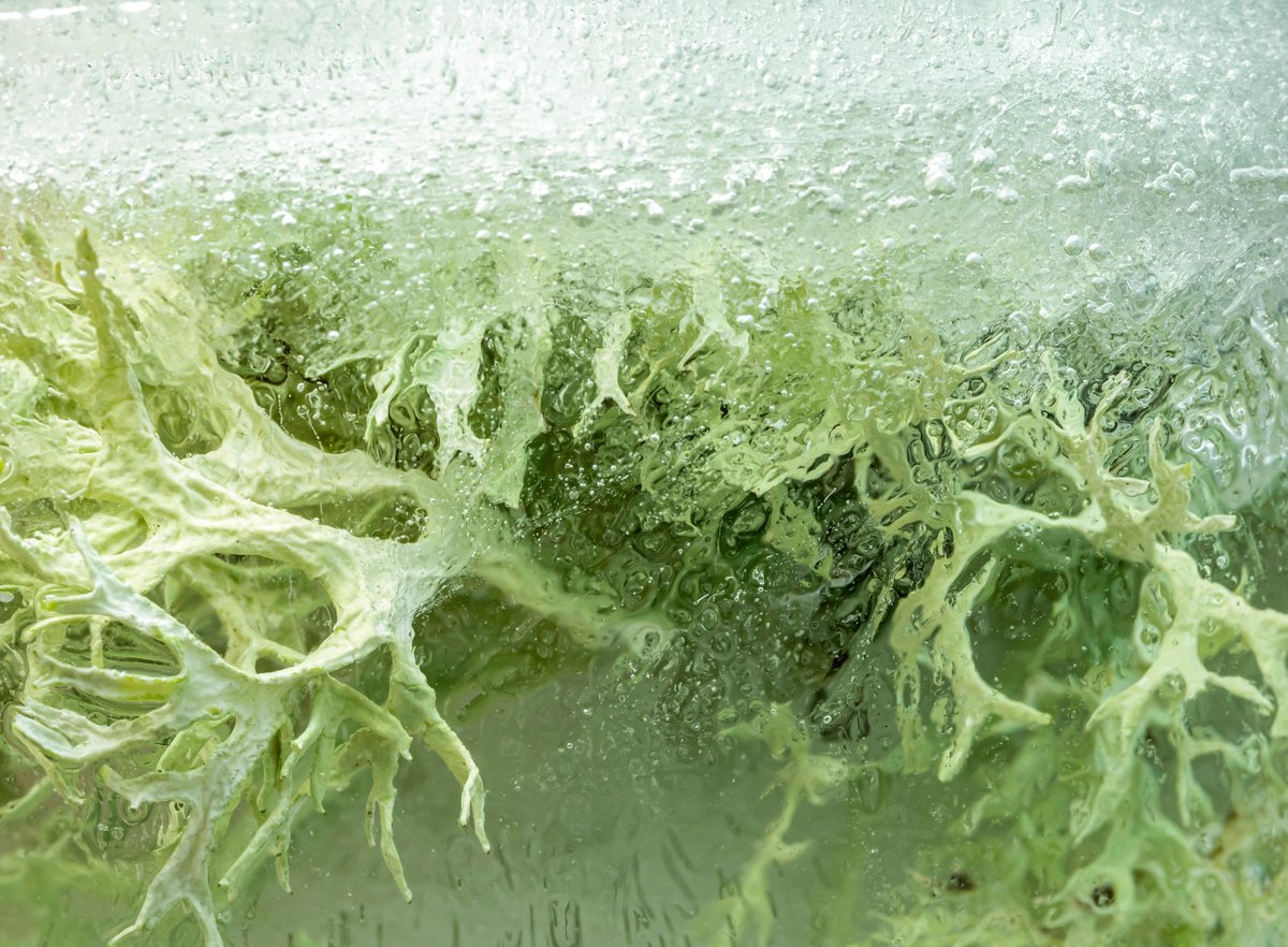 Serie  Frozen  Vegetal by Lionel Le Jeune