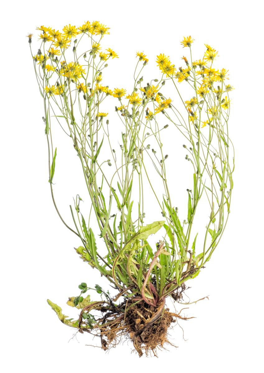 Photorealistic Photograph , Weeds By Paul Nash, 16 X 24, Artwork For Sale On Artfinder