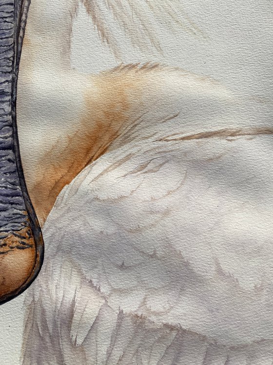 White Spoonbill Portrait