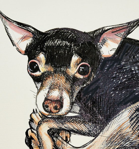 DOG