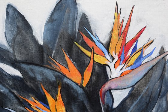 Strelitzia (bird of paradise)