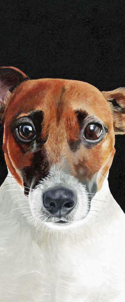 Jack Russell by Jackie Ward