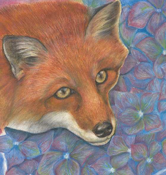 Fox in the Hydranga Pastel on Paper