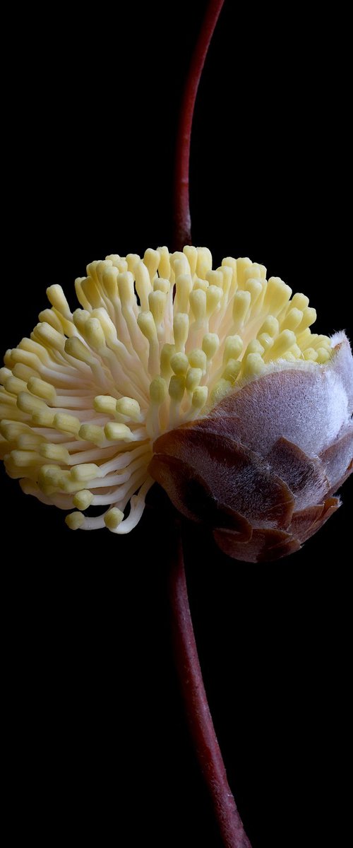 Hakea Blossoming by Nadia Culph