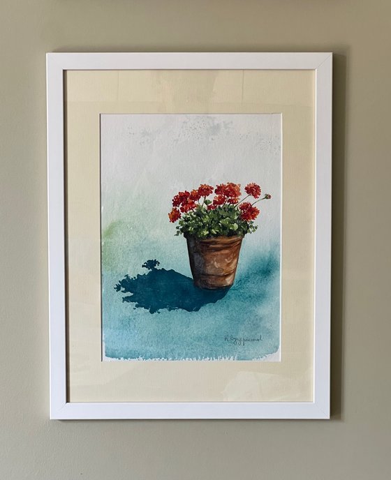 A pot of Geraniums