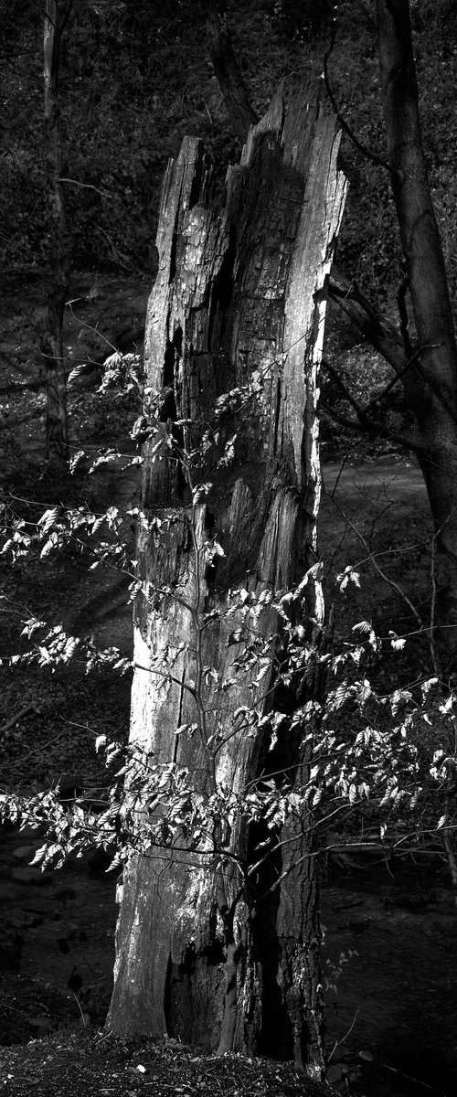 Old Tree and Leaves - Dimmingsdale by Stephen Hodgetts Photography