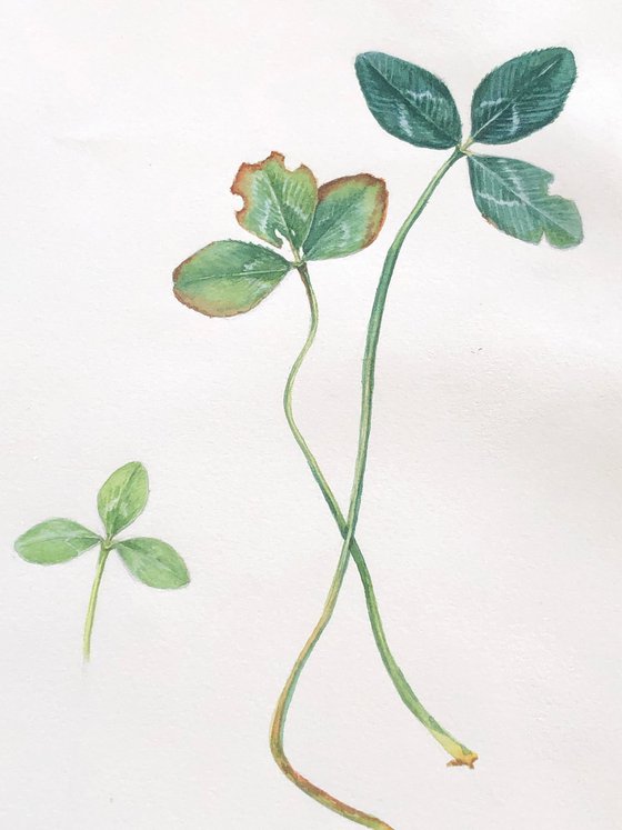 Clover. A leaf composition with a beautiful story.