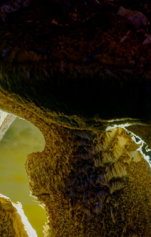 Mushroom Yogi by Marc Ehrenbold