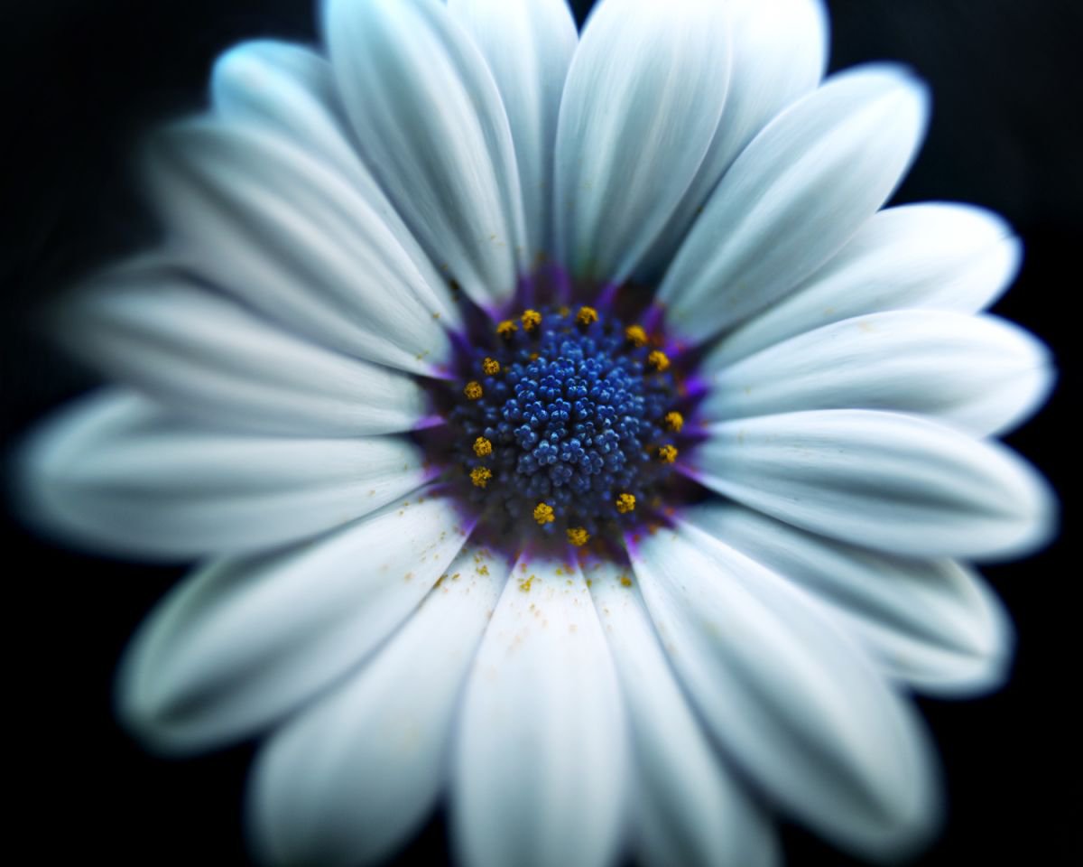 Photorealistic Botanical Photograph By Michael Filonow, 32 X 26", White Candy, Original Artwork