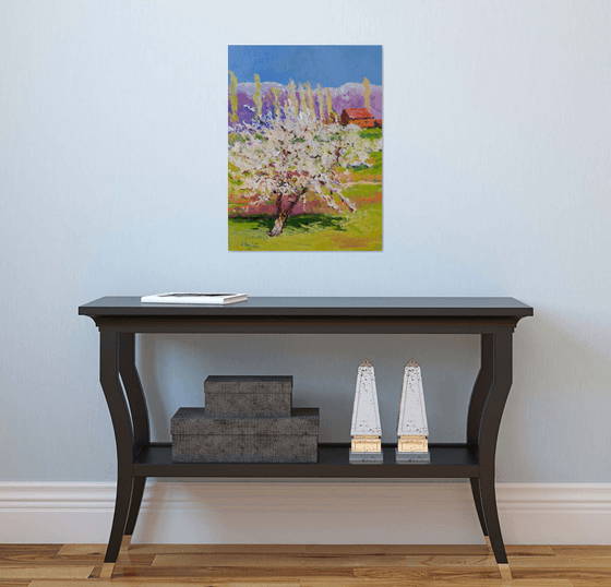 Aprico Tree in the Spring