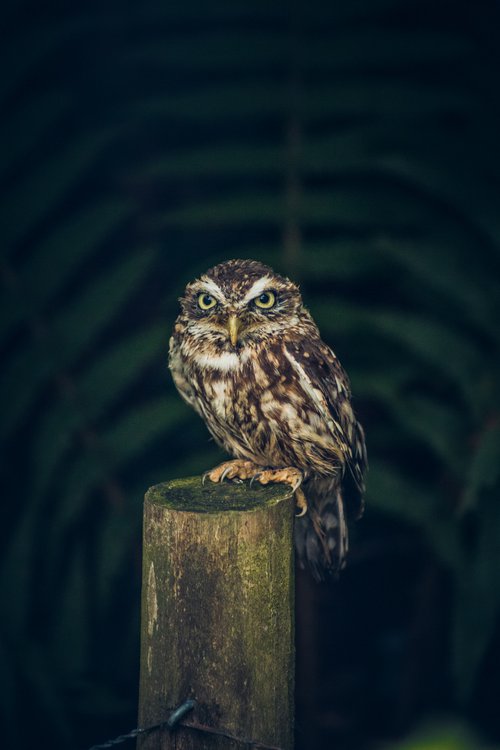 Little Owl by Paul Nash