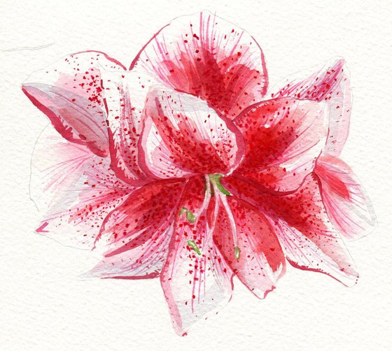 Amaryllis Watercolour Study