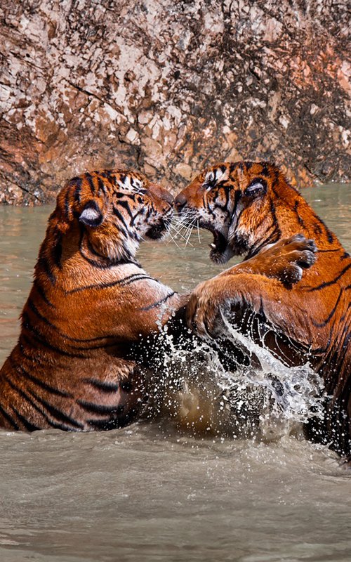 Jungle Hearts-Tigers by MINDIA MIDELASHVILI