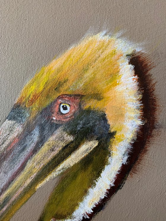 Pelican