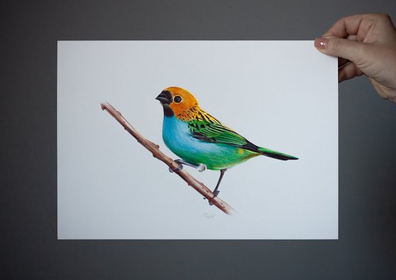 Birds Collection VIII