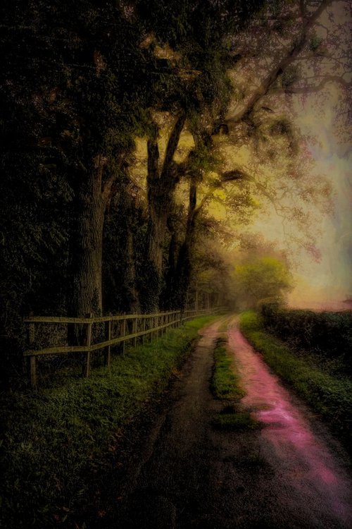 Tree lined road by Martin  Fry