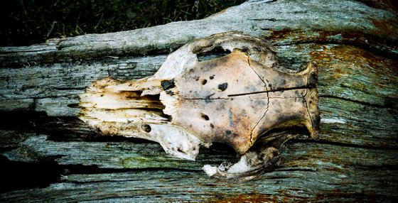 A Skull on Wood